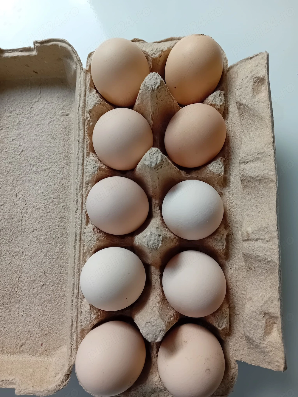 ouă Australorp negru pentru incubare