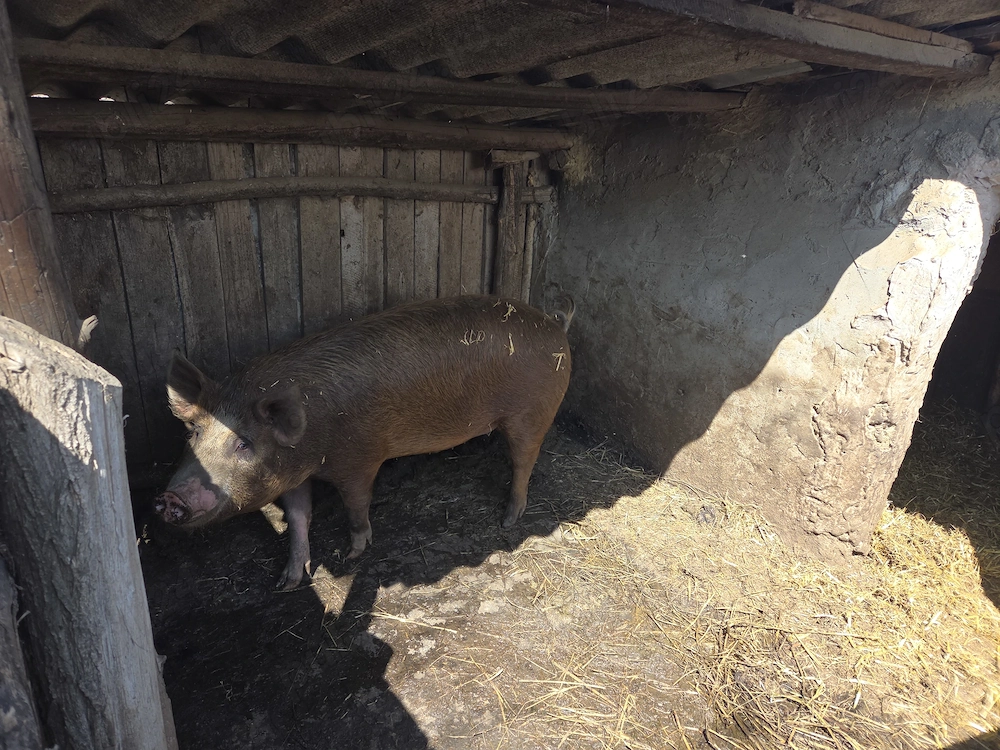 Vând porci 100-120kg