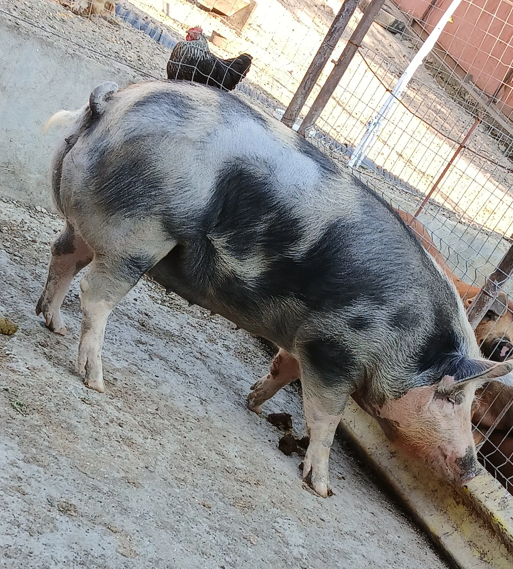 Porci de vânzare!!