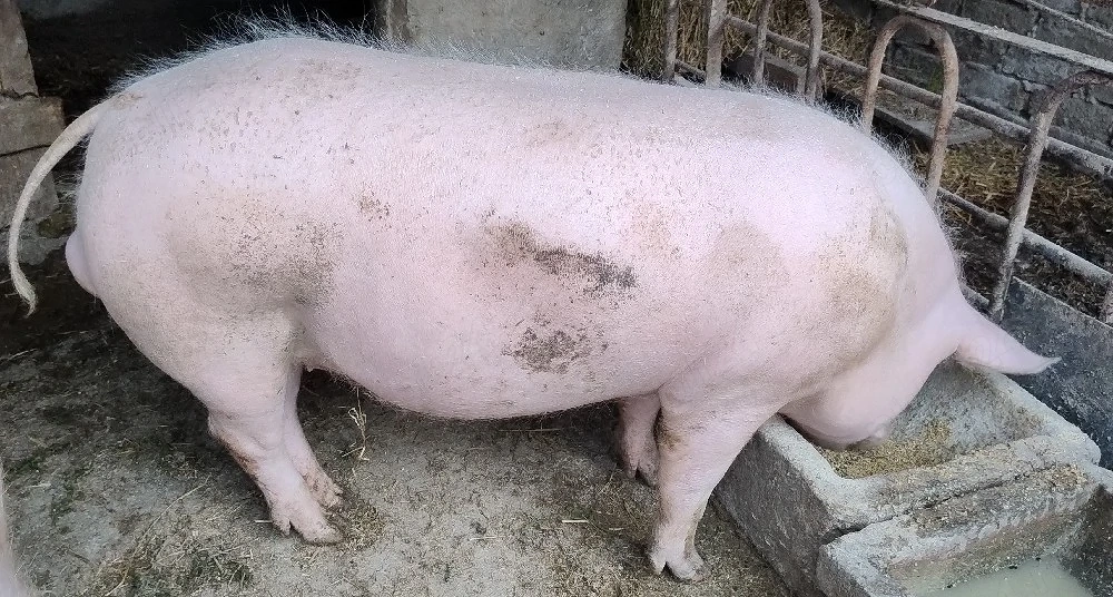 Porc 110 kg crescut de tara 