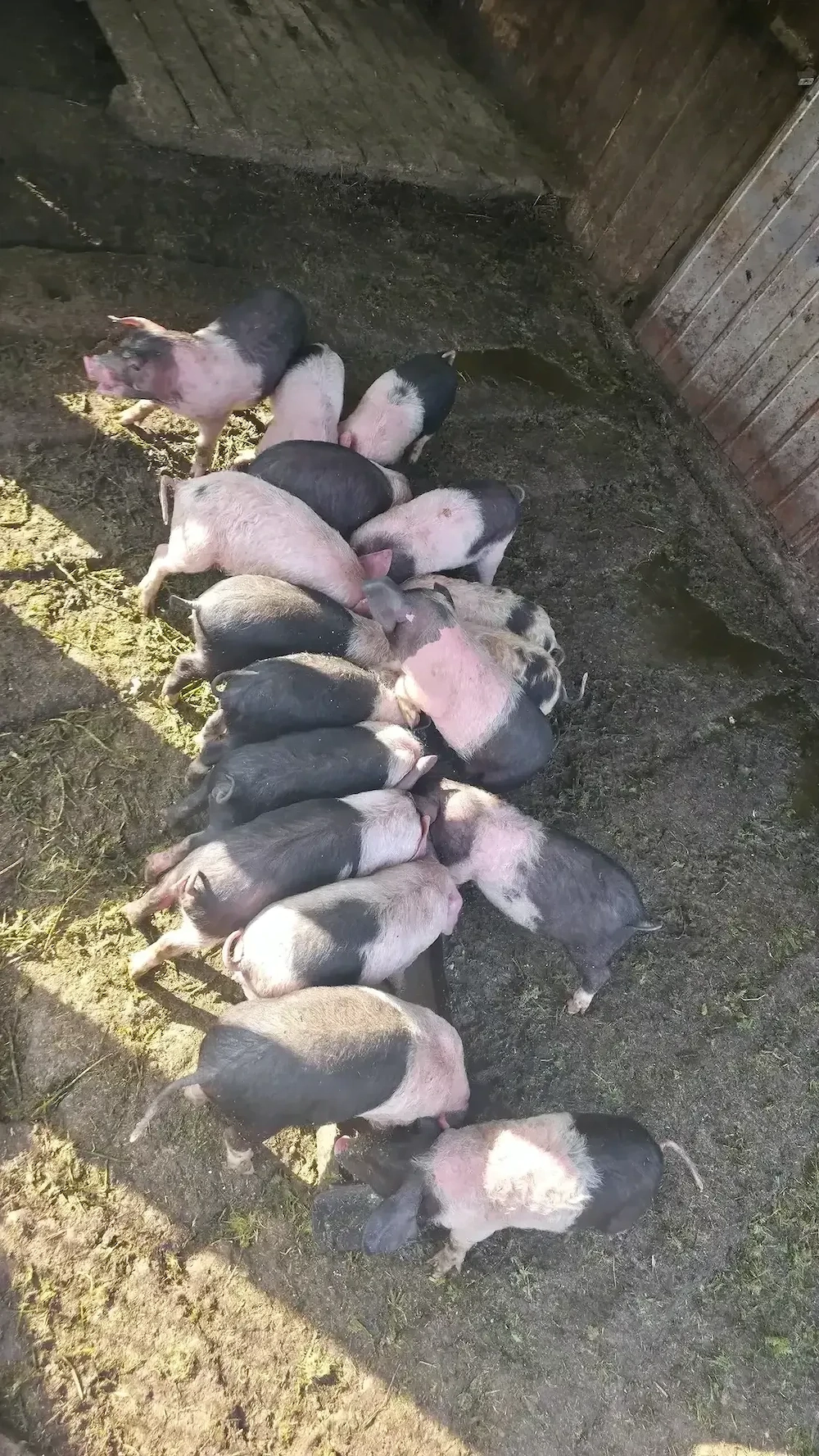 Vand purcei, preț negociabil