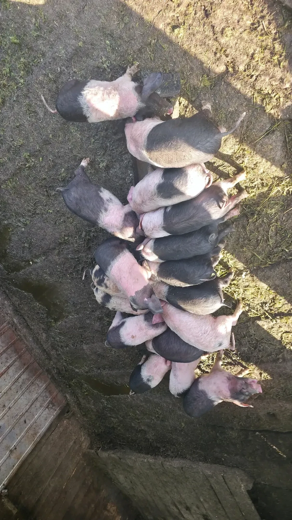 Vand purcei, preț negociabil