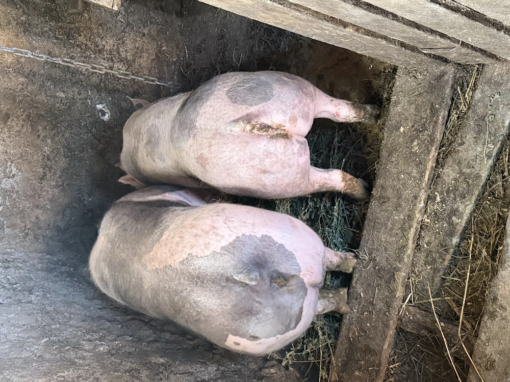 De vânzare două scrofițe pietrain 