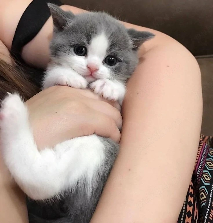 British Shorthair Bicolor