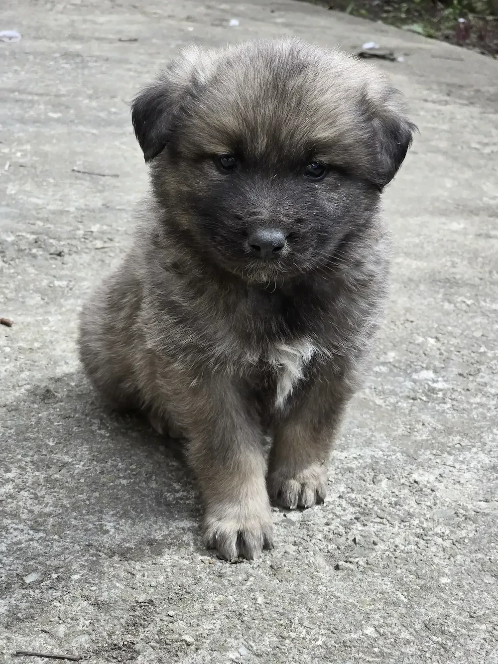 Spre adoptie 2 pui de ciobanesc