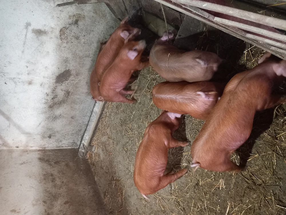 Vând purcei duroc 10 săptămâni 