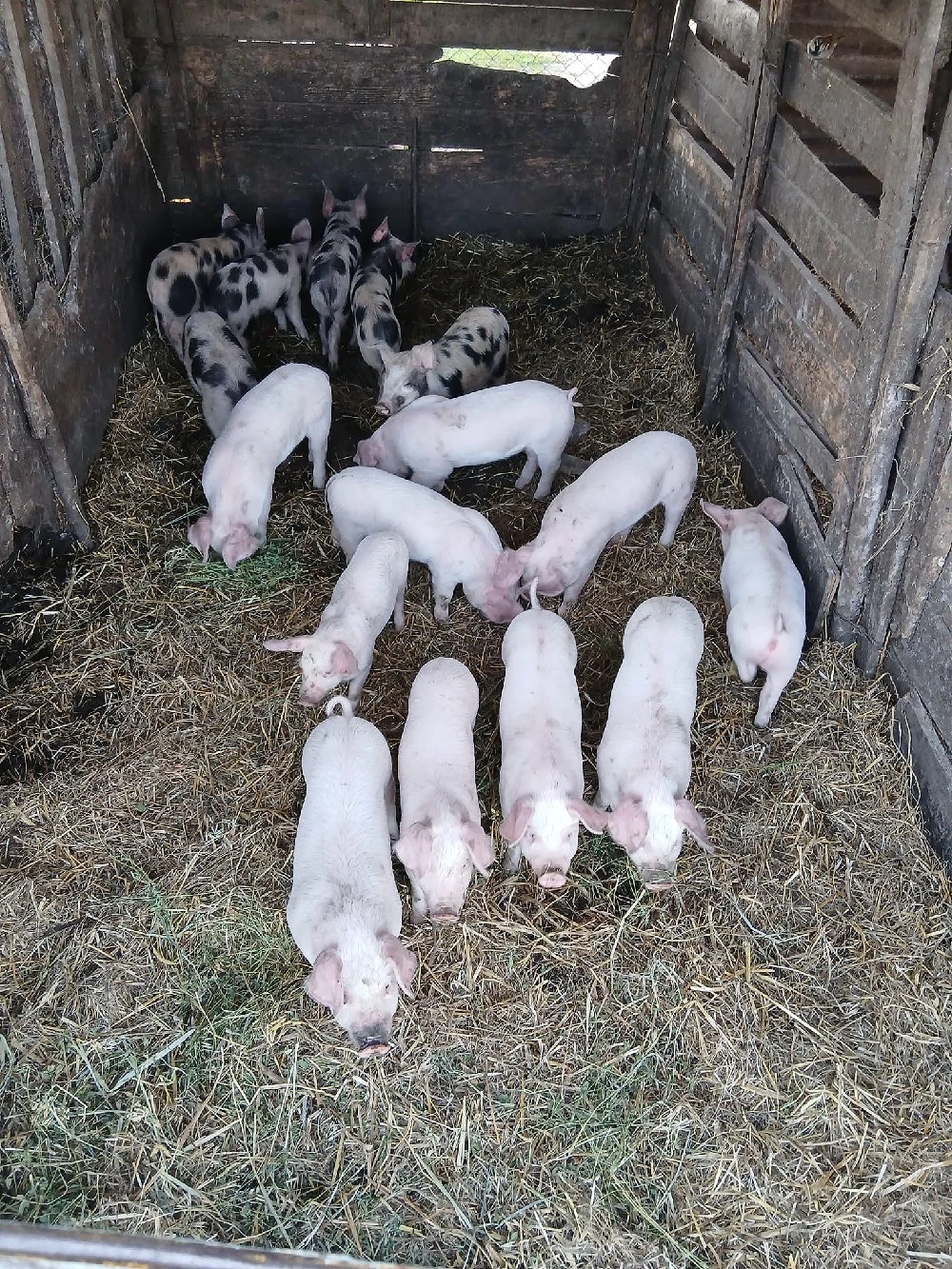 De Vânzare 16 bucăți castrați vacinați 