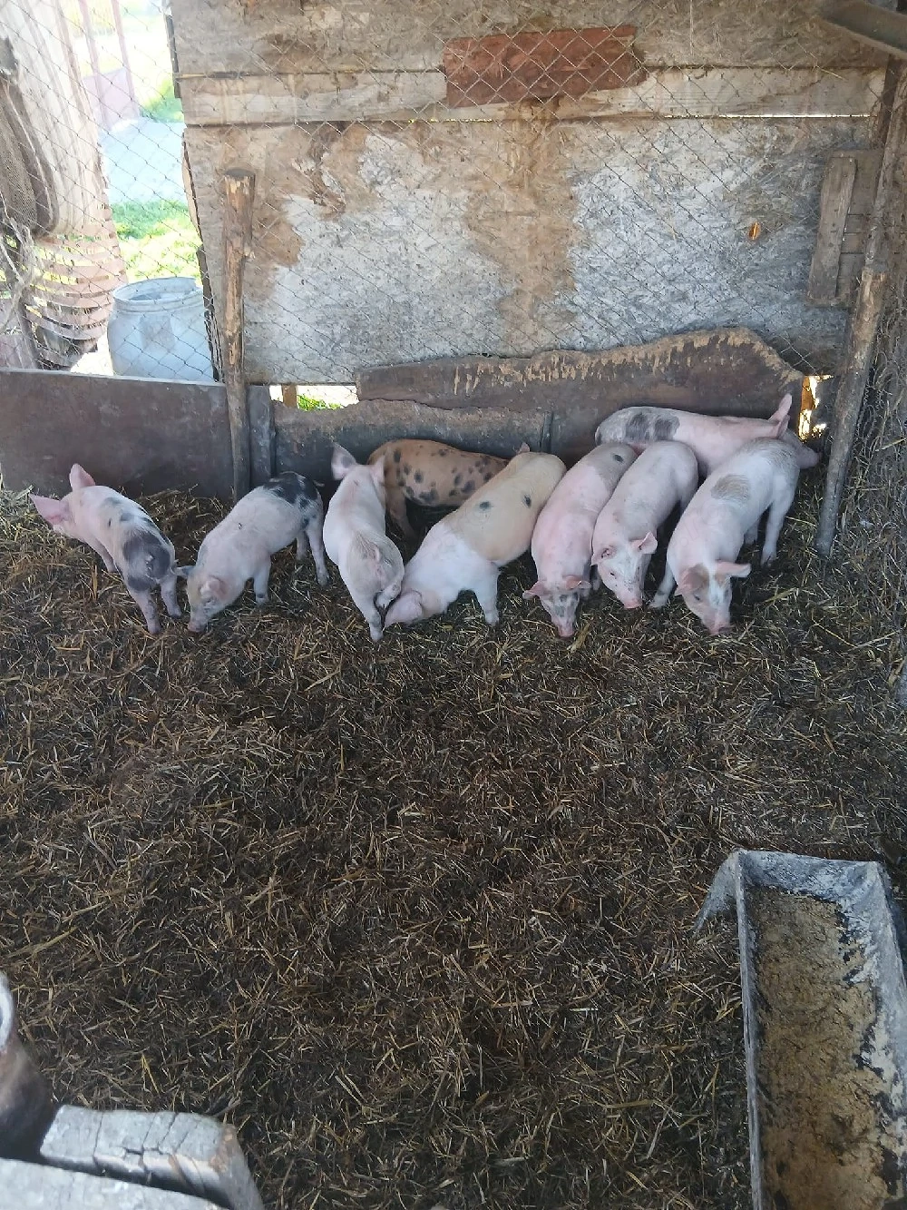 De Vânzare 9 bucăți vacinați 300 lei bucata 