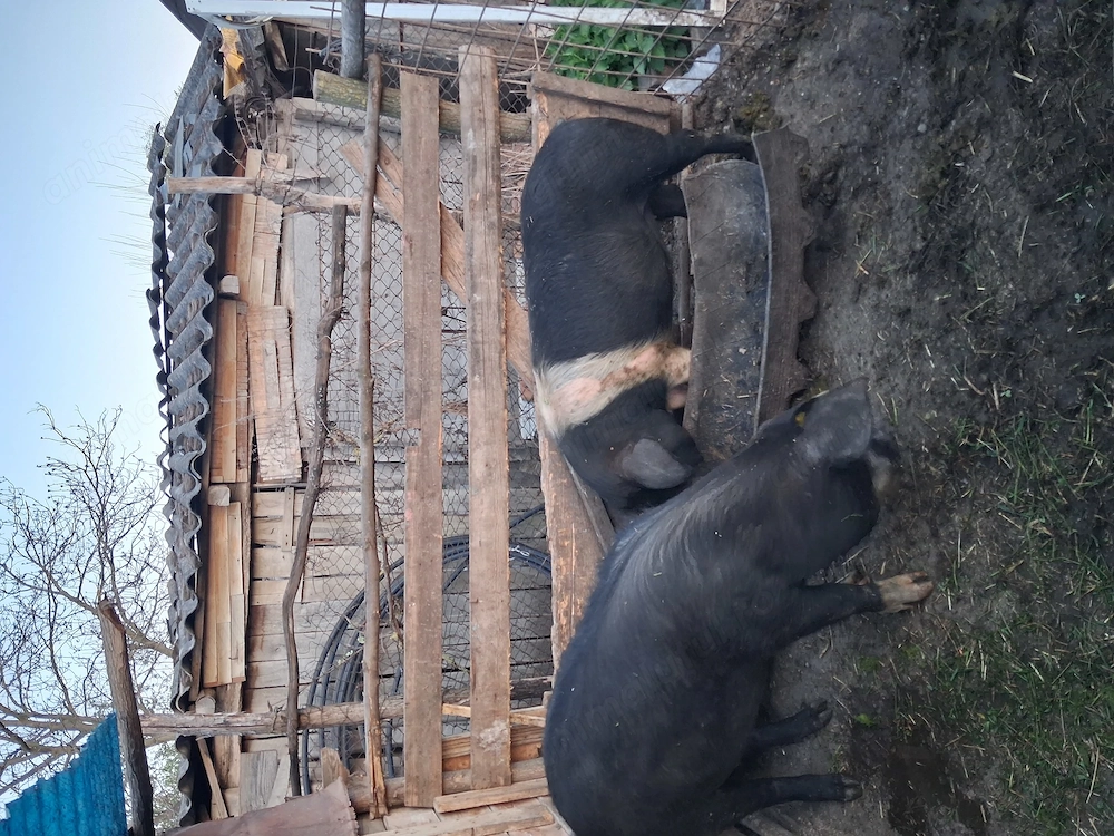 Vand porci de vanzare   o porc si o  scofar  afata    mai 