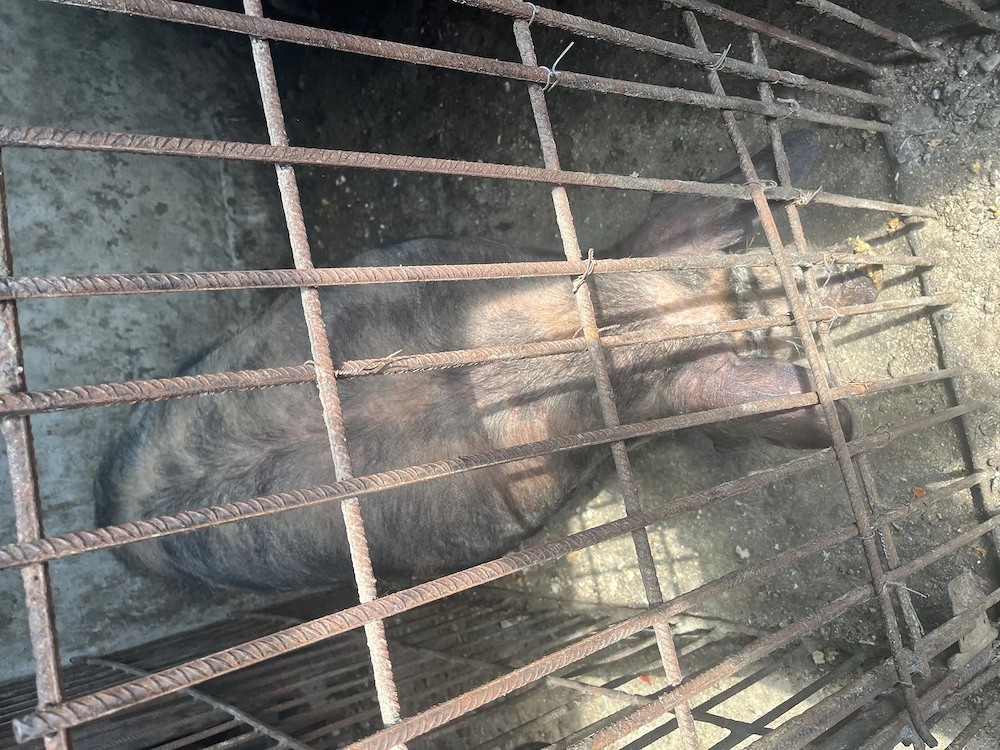 Porc de vânzare 180 kg   crescut în gospodărie