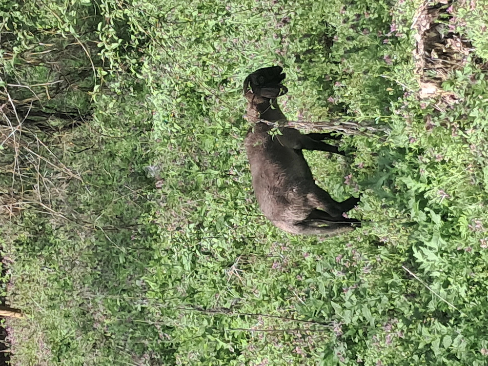 Miel carabas sarbesc 