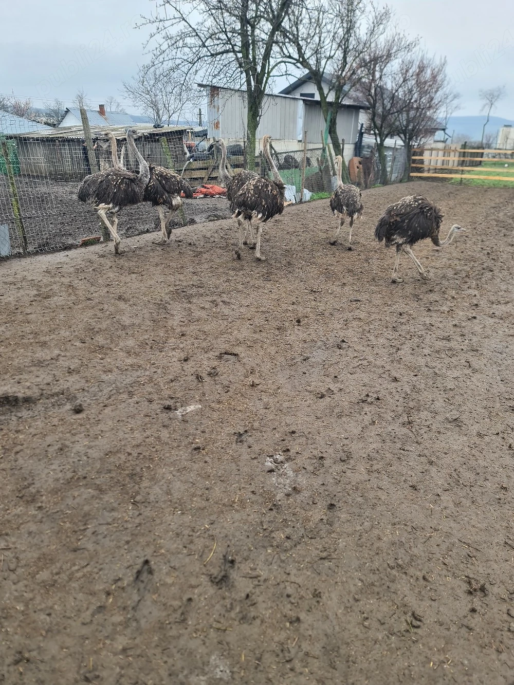 vând cinci struti cu vârsta de opt luni 