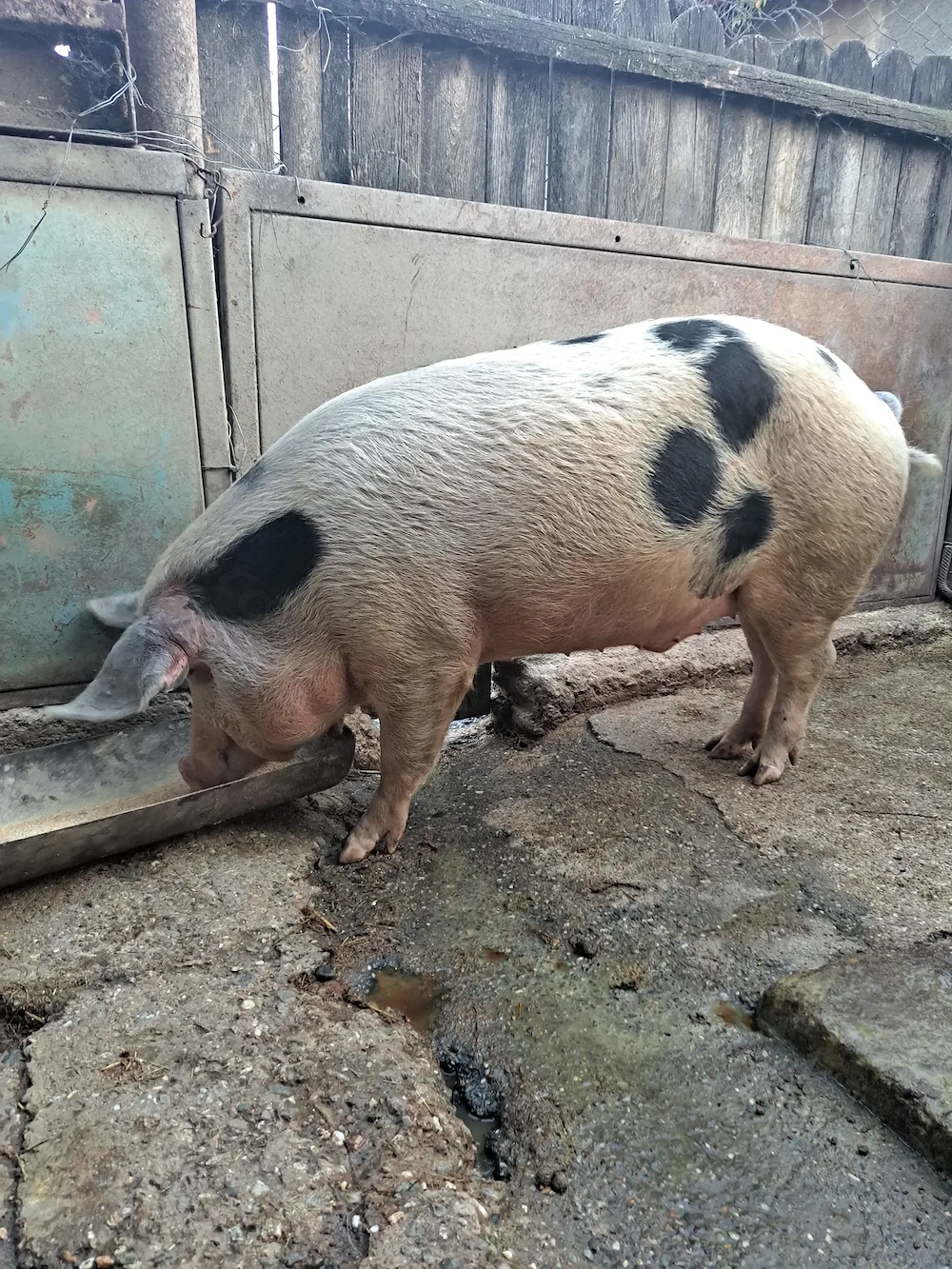 Porci crescuți fără chimicale,BIO..