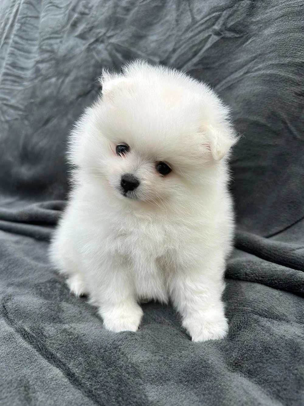 Pui pomeranian mini spitz 