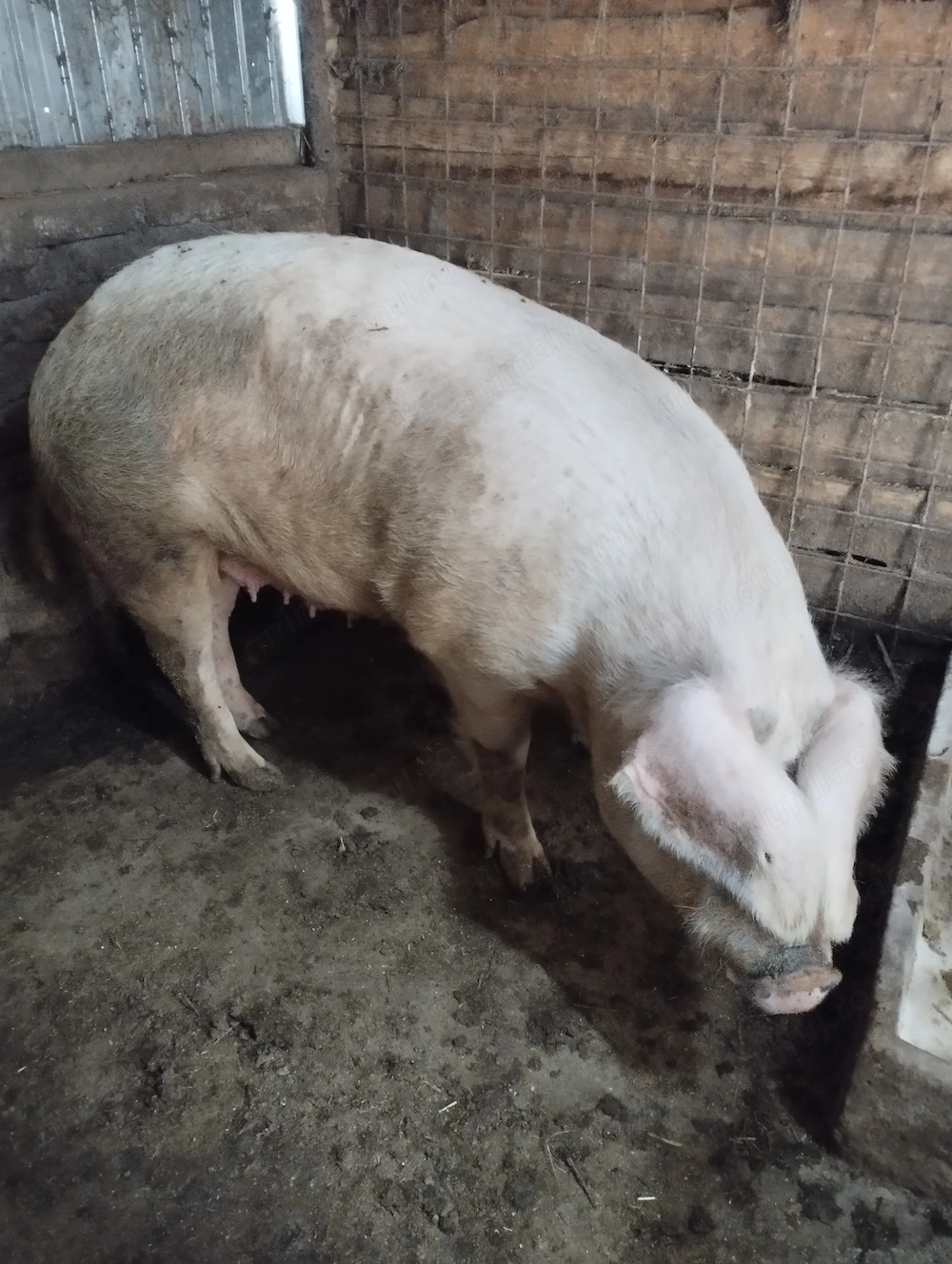 De tăiat scroafa landras 