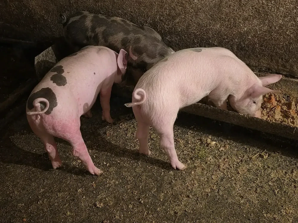 Vand Purcei de 8 saptamani