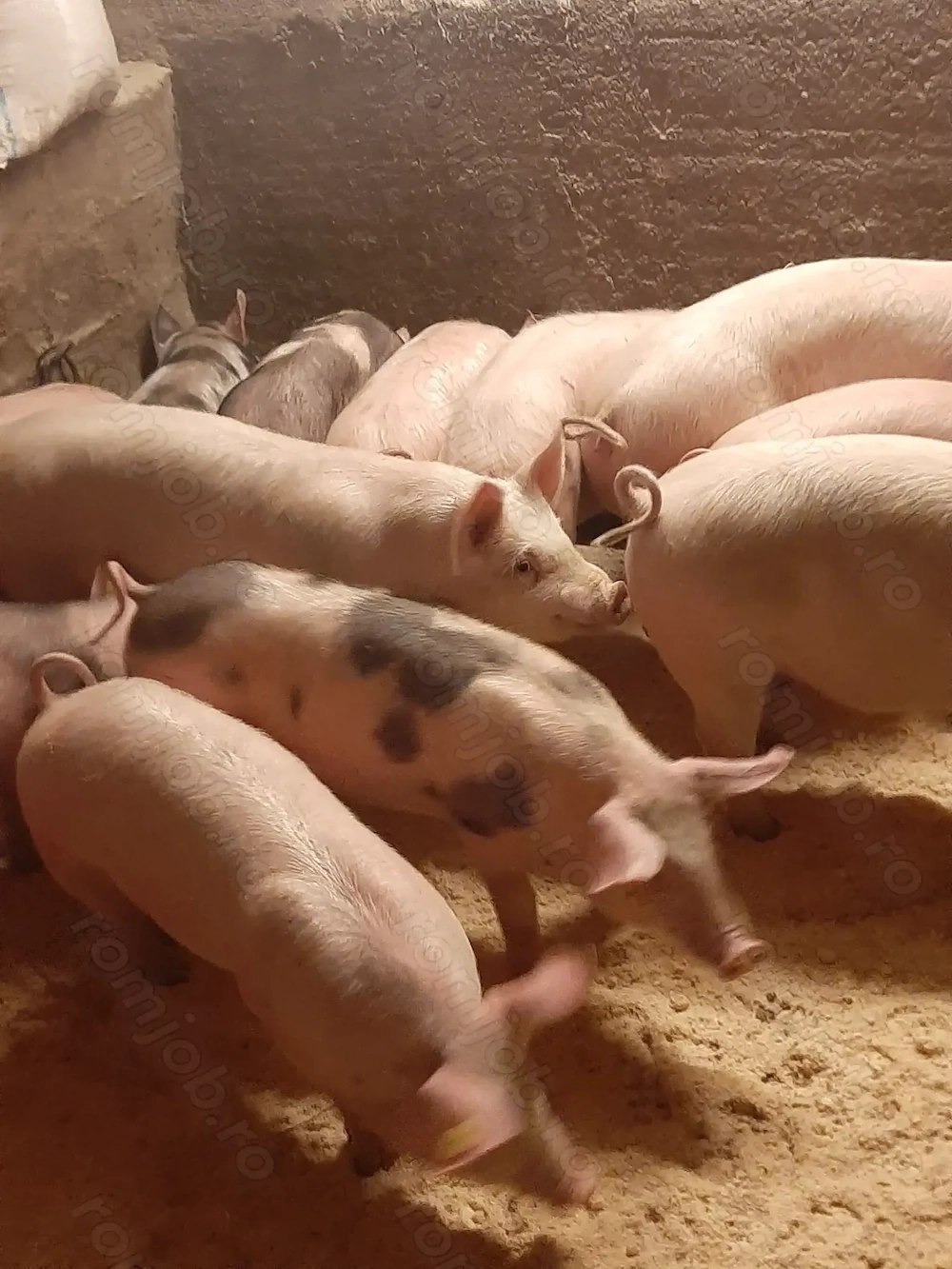 vând purcei și soldani diferite mărimi si rase 