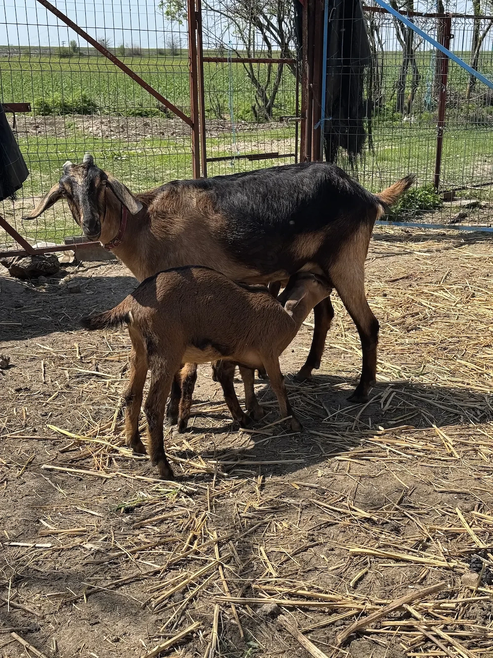 Vand 6 capre Saanen cu sau fara iesi + 1 tap Saanen