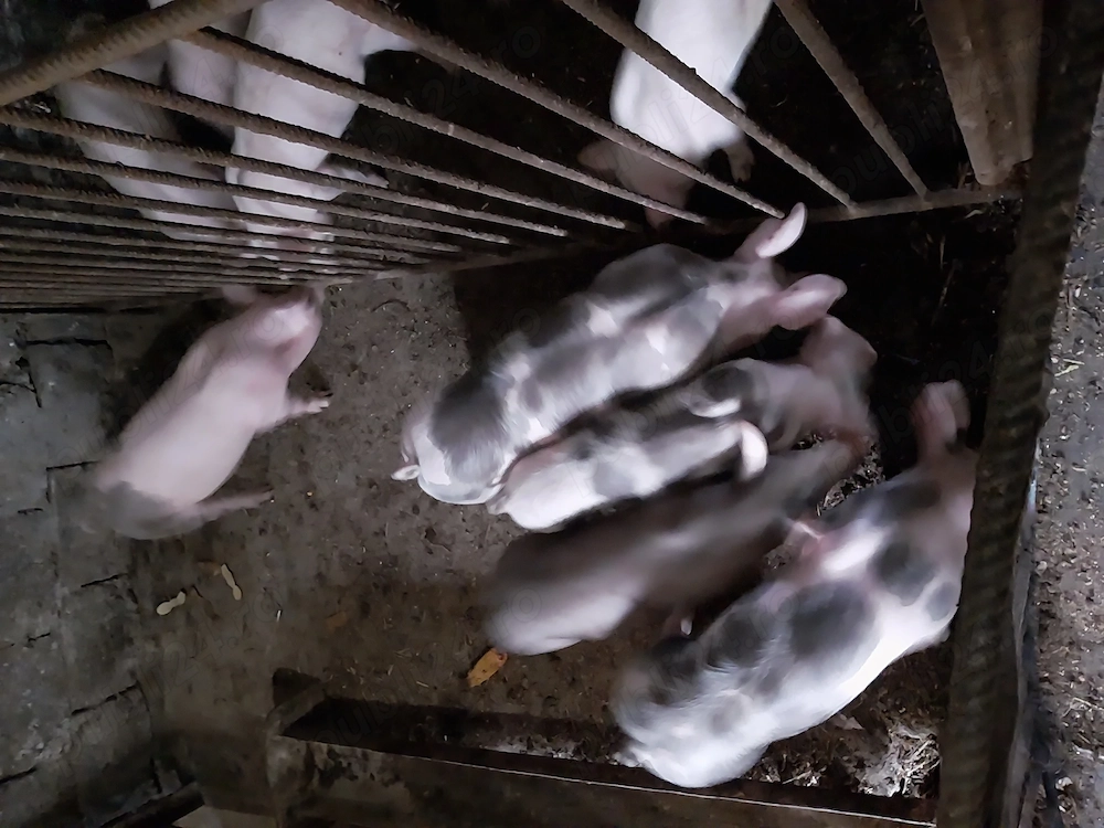 De vânzare purcei de carne rasa pietran și landrace pentru mai multe informați la telefon  