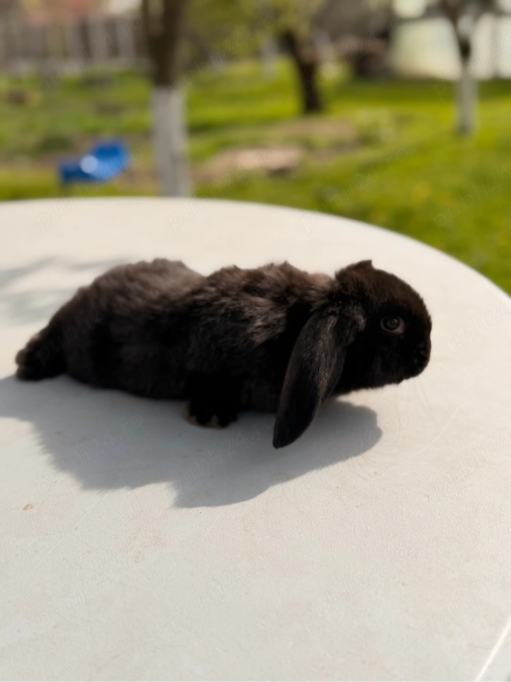 iepuri berbec german 