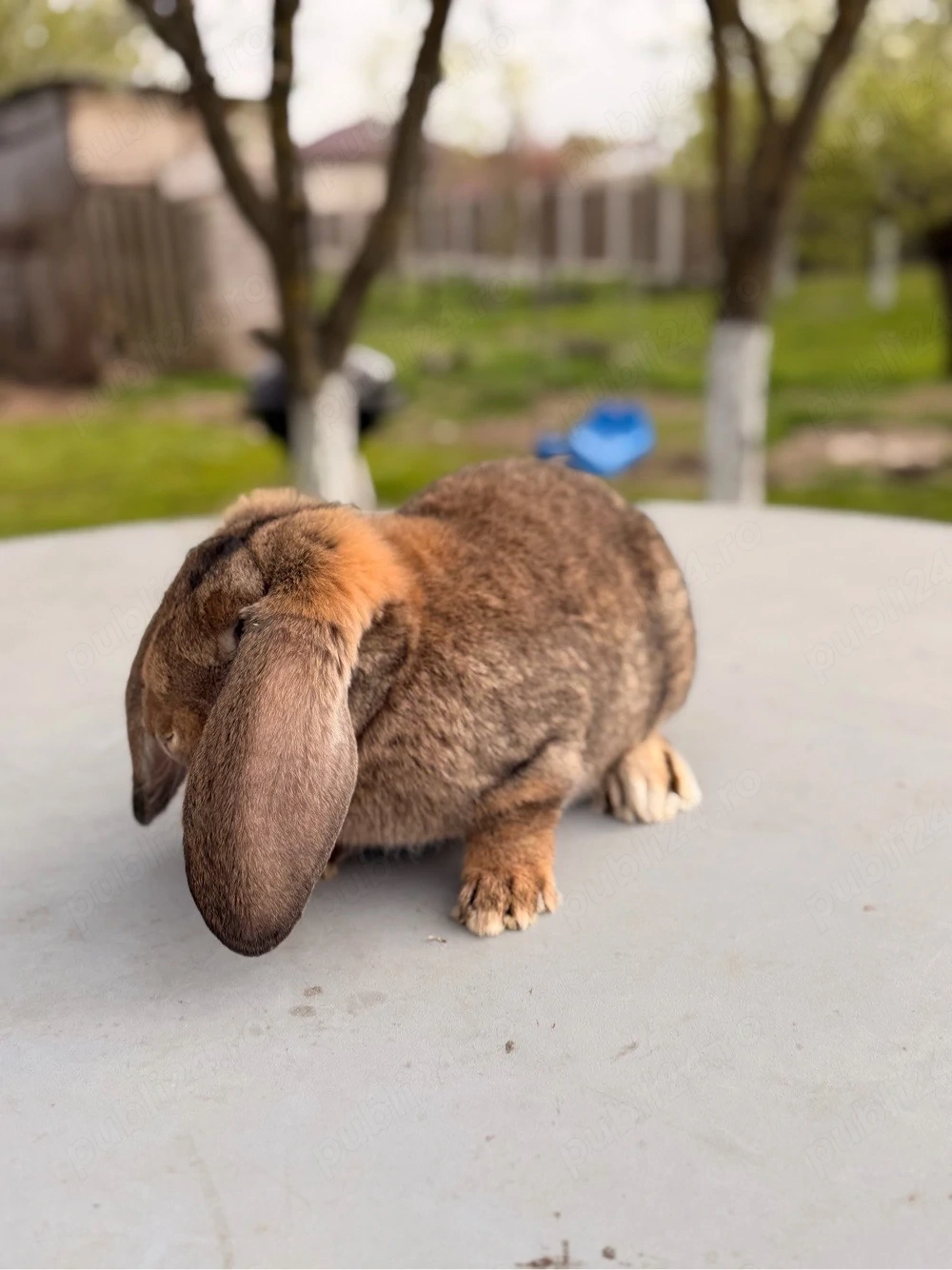 iepuri berbec german 