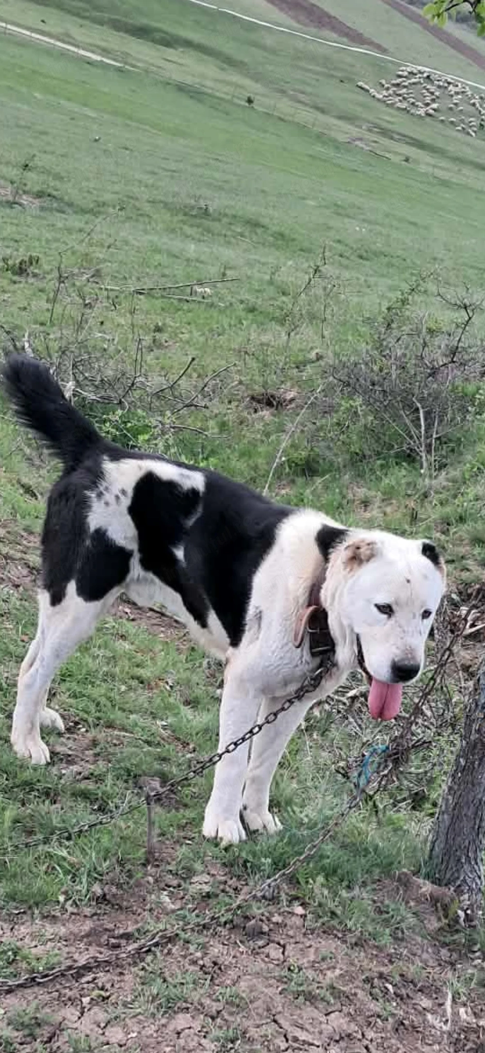 Vând câine de asia centreala agresiv de om