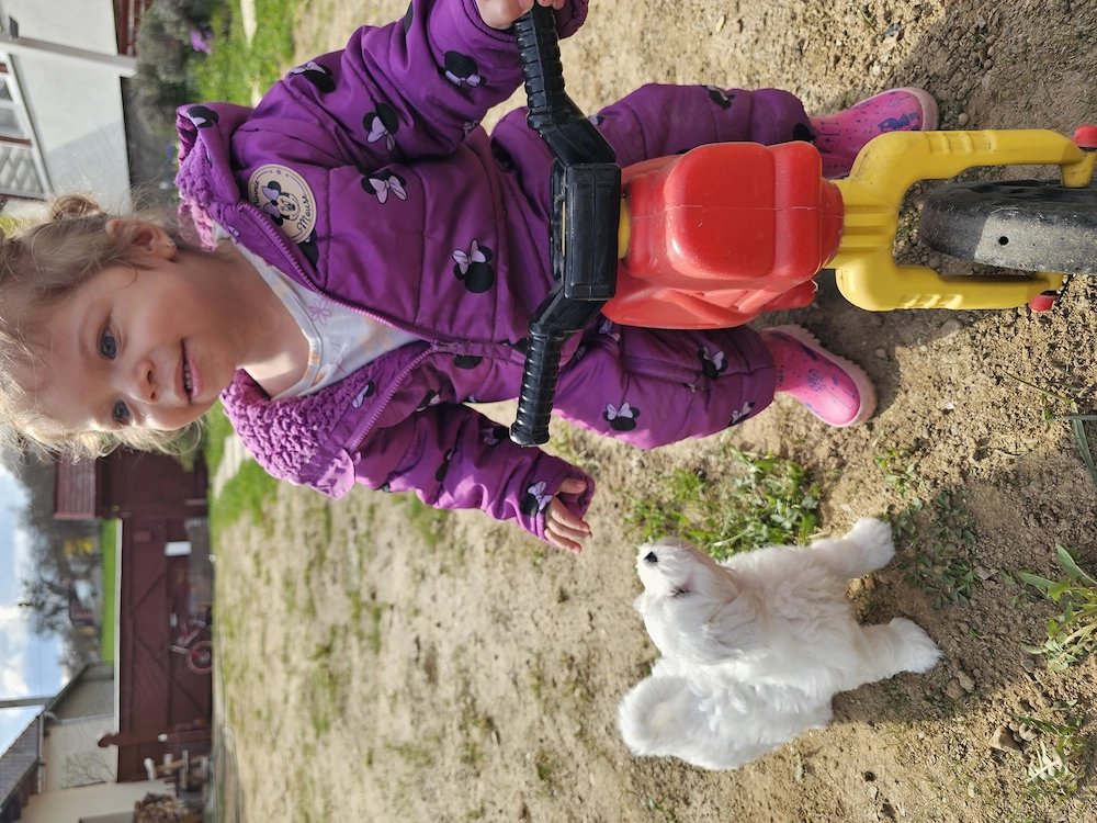 Vând câine bichon superb 
