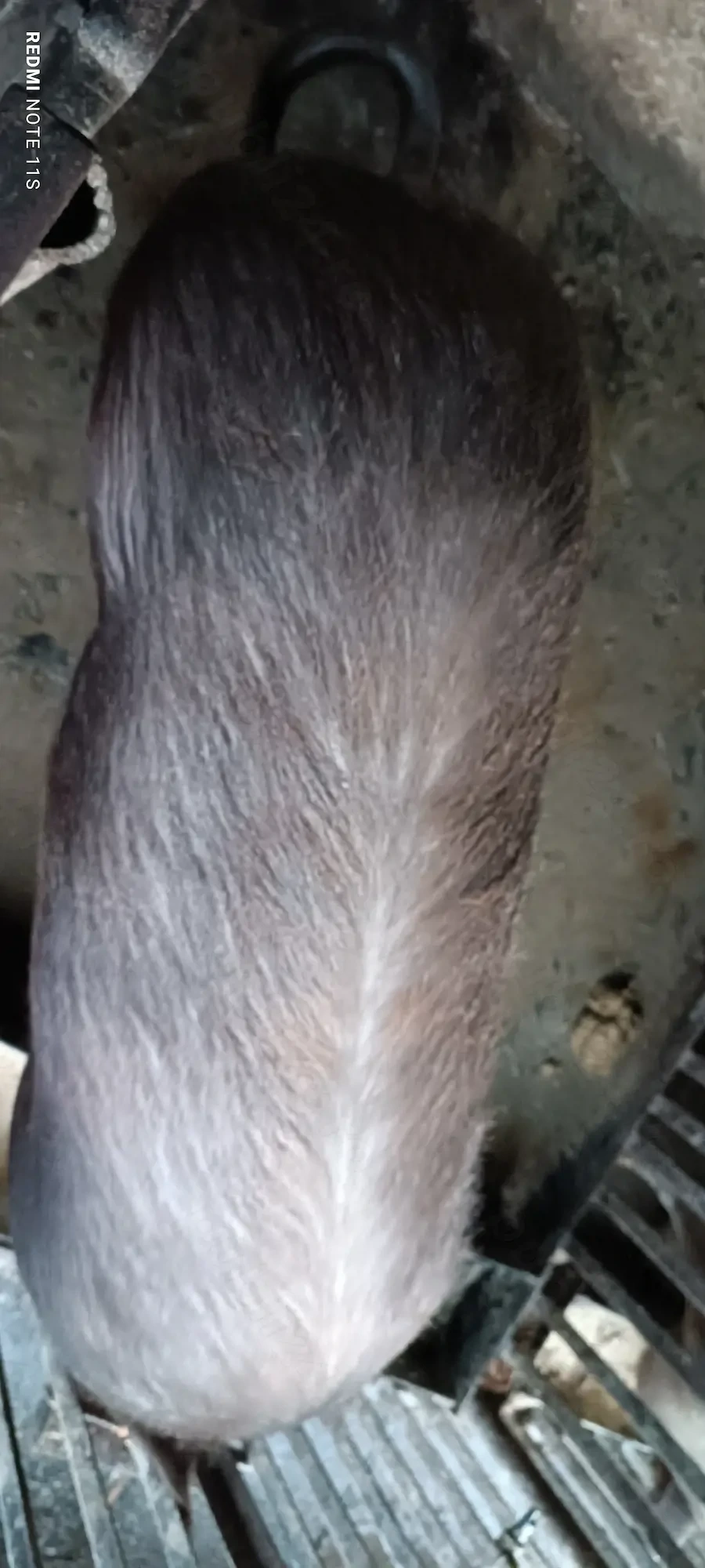 Vând scroafă de tăiat 