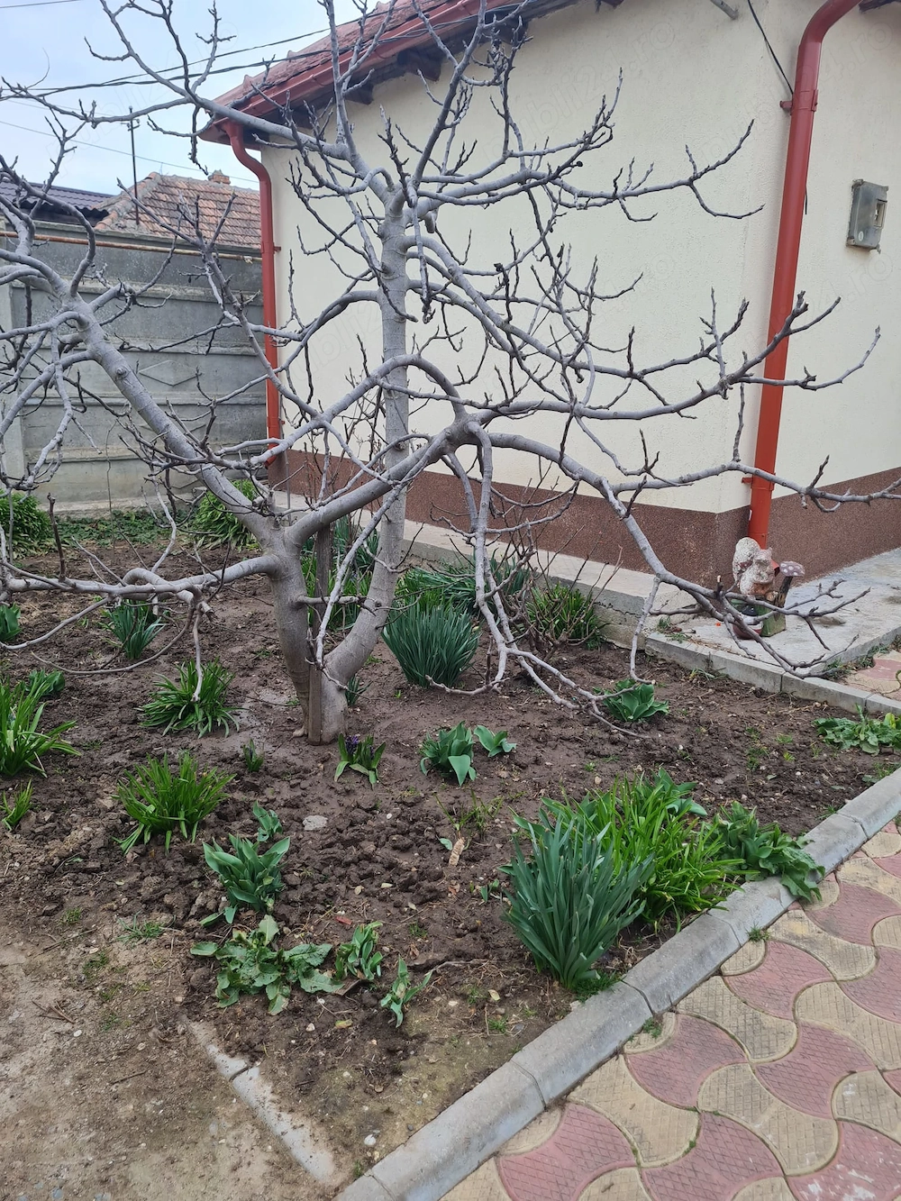 teren 1500m2 cu doua case una noua si una batraneasca in Com Lumina 200m2 pe strada morii la 300 m d