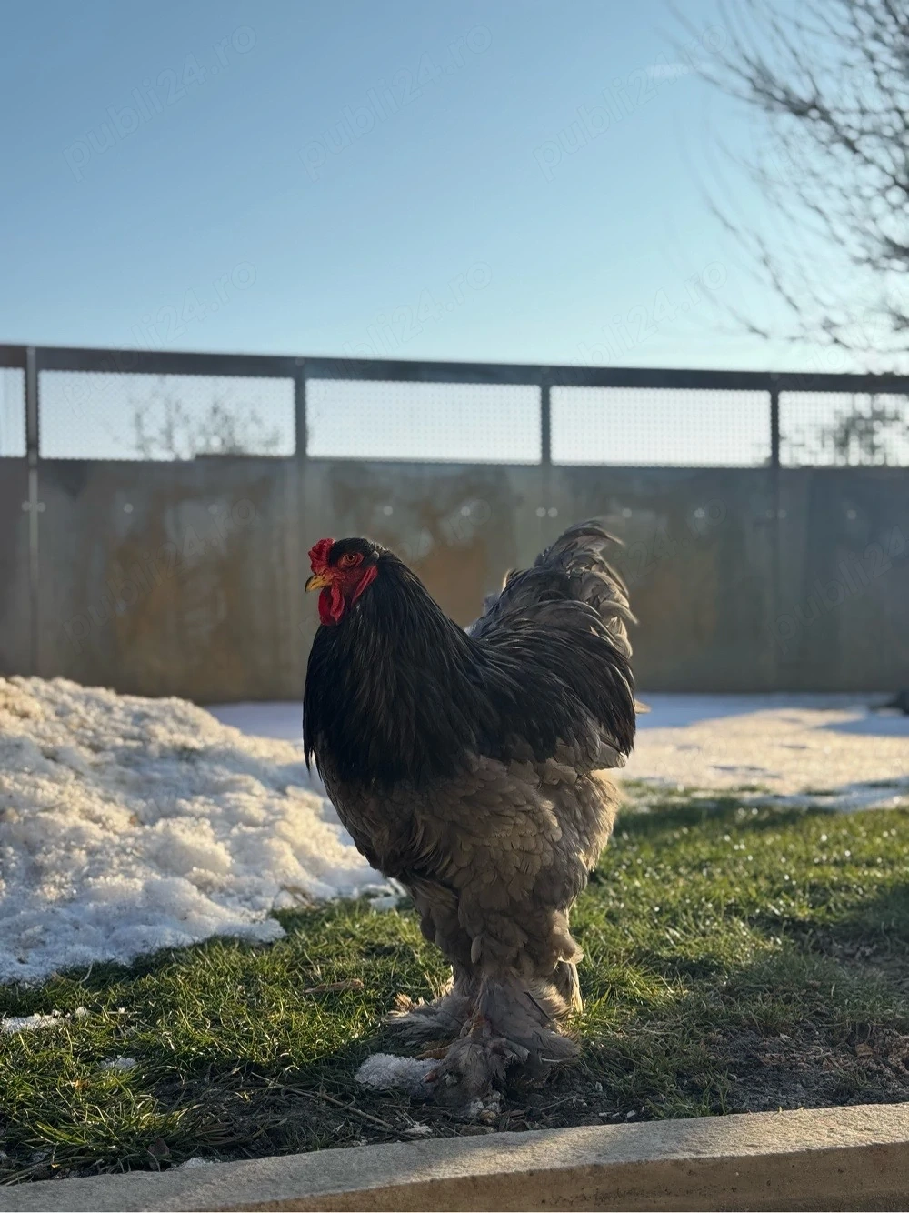 Păsări Brahma disponibile