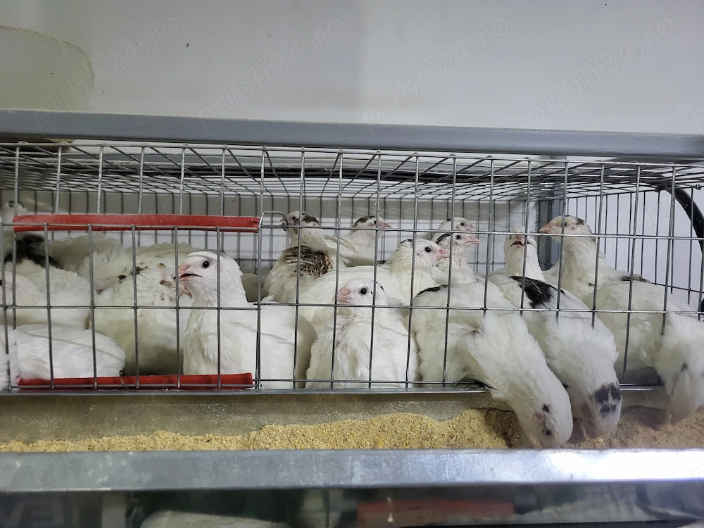 Ouă prepelițe e consum, pentru incubat puișori de gigantă polară xxl 