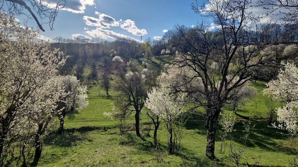 Vand teren extravilan Olanesti
