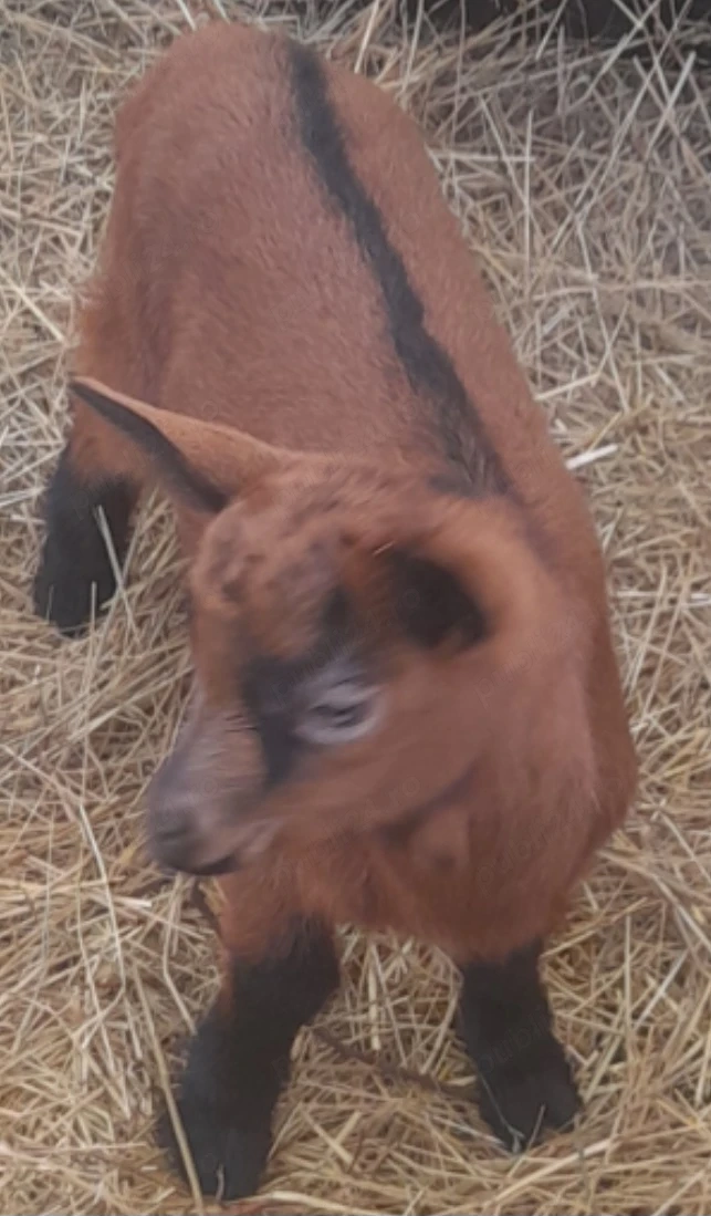 Tapisor alpin francez din care cu origine ..rasa pura mananca orce pentru prasila