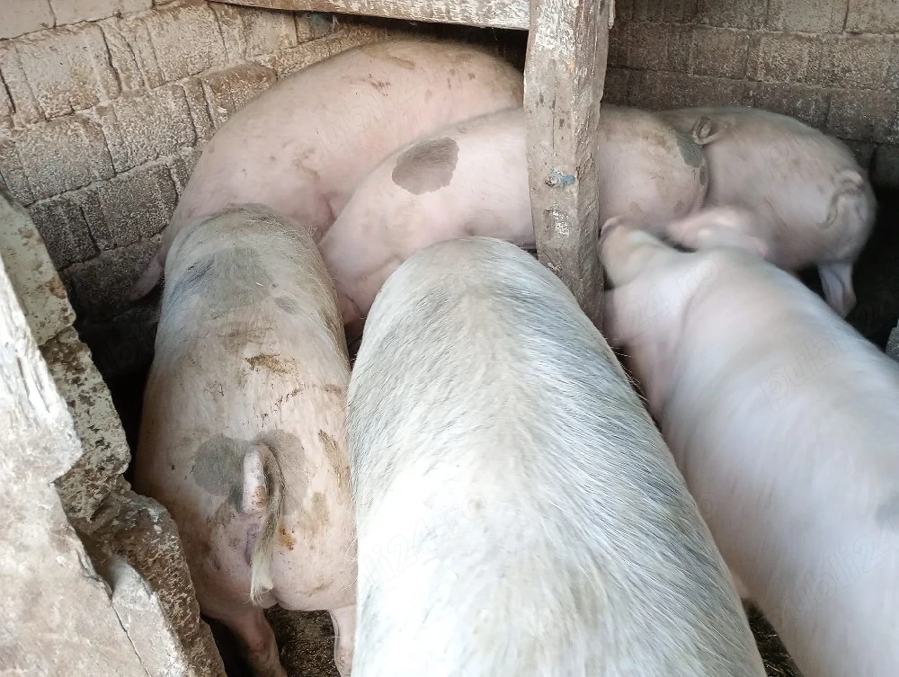 Vand porc.