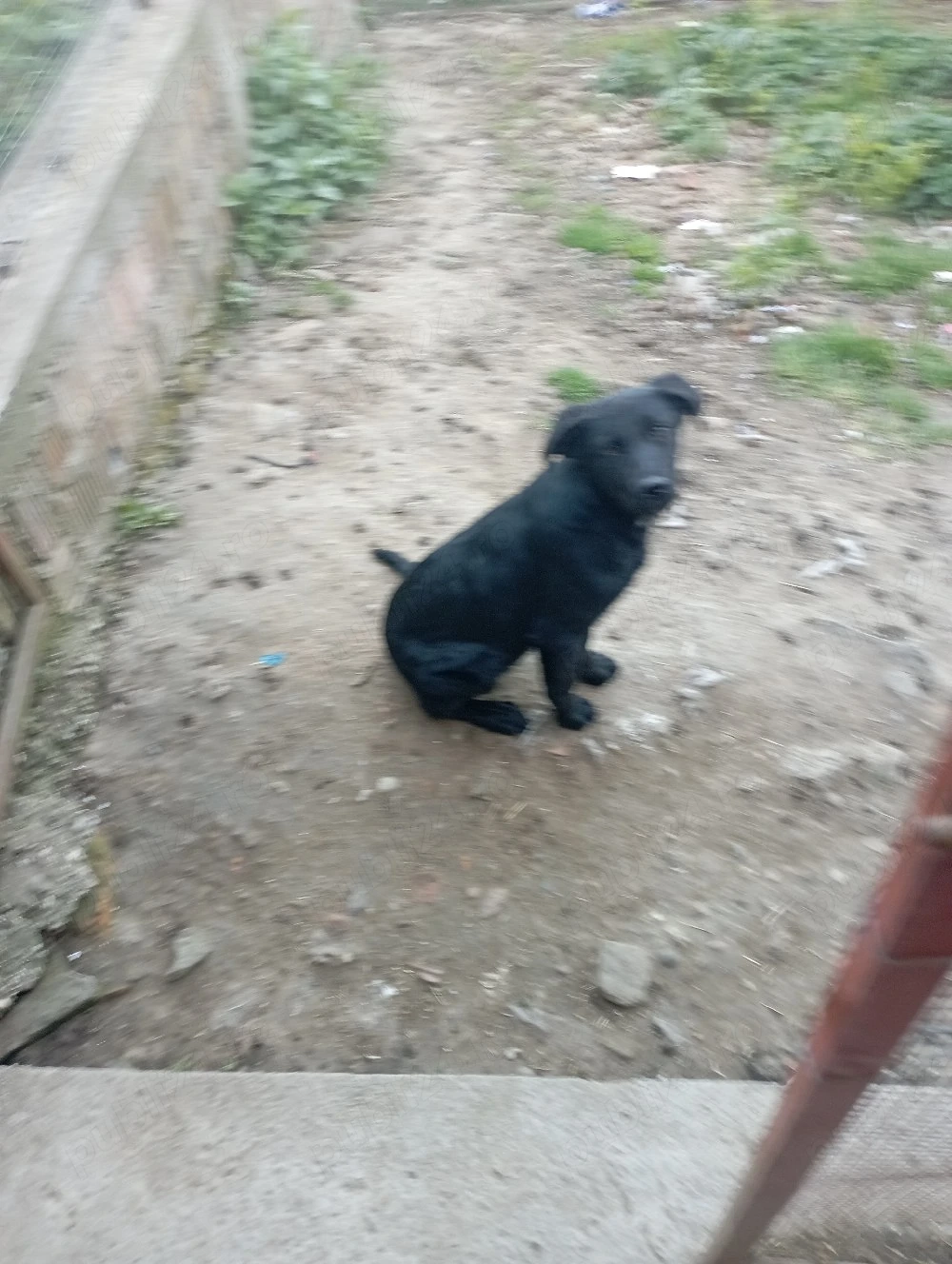 căței spre adopție 