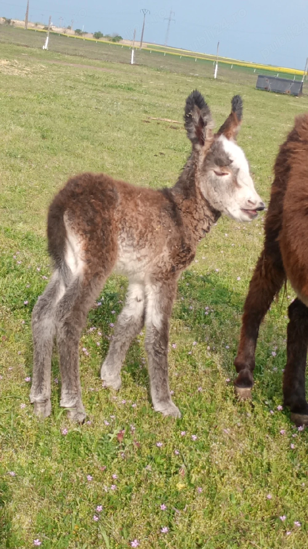 vand un pui de măgăruș si magarițe cu pui 