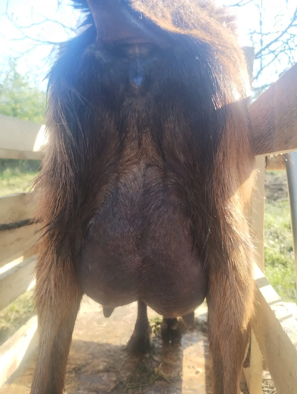 Vand capră Alpinâ Franceză 