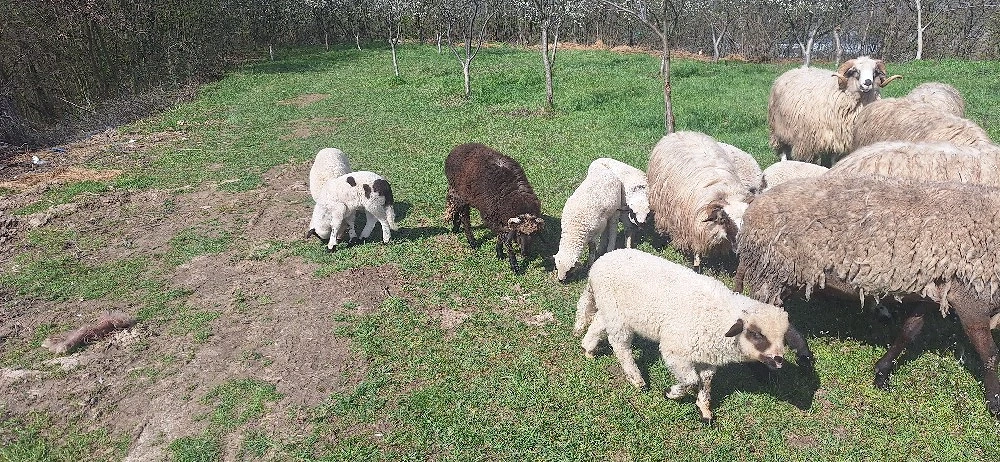 vand mieluti de taiat sau de tinut