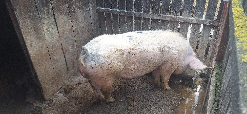 vand vier pentru monta