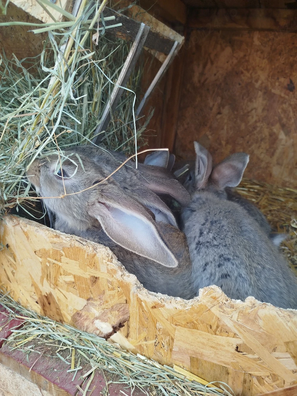 vand pui urias german