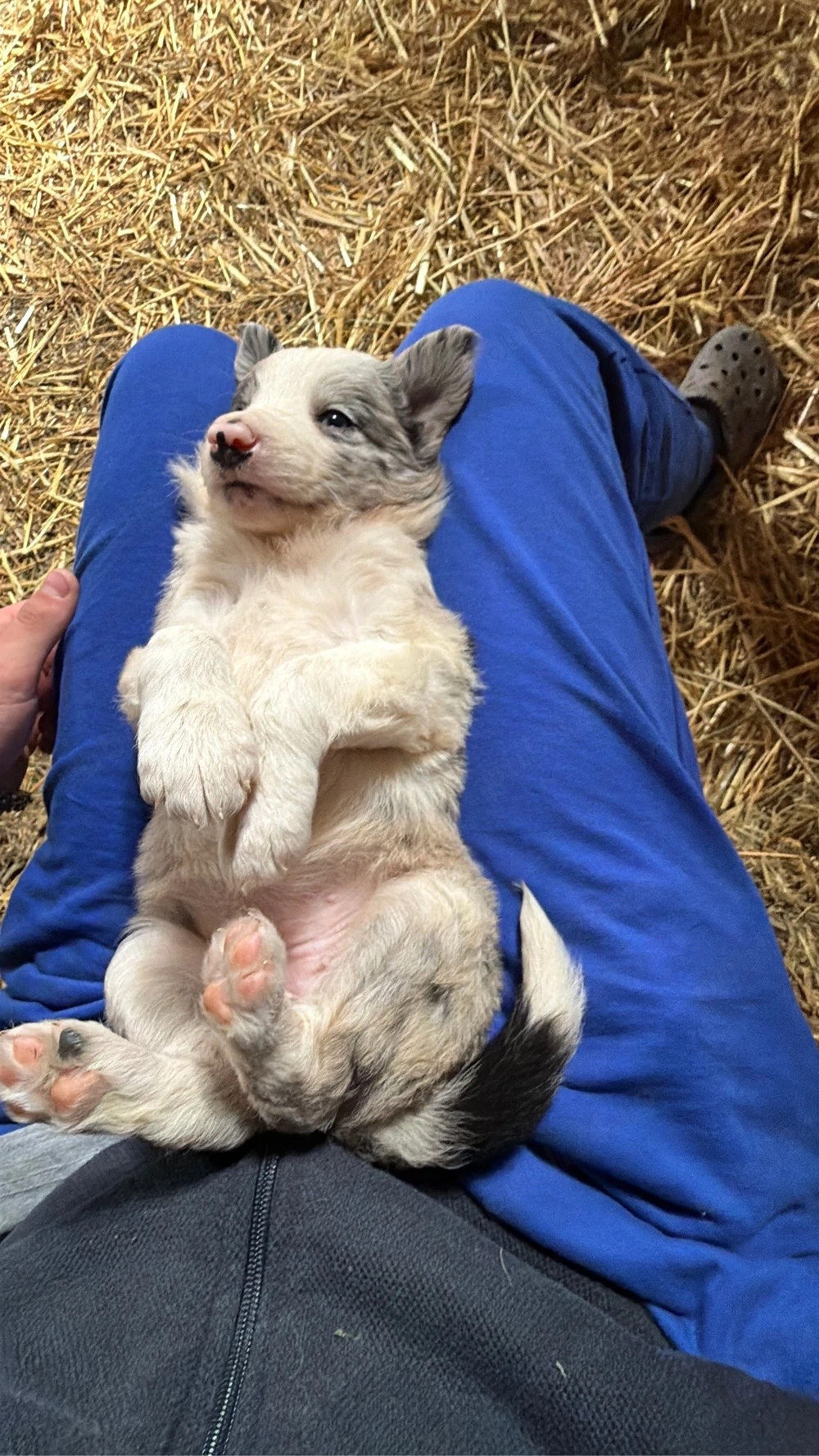 Catelusi Border Collie