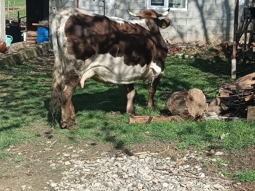 vaca gestanta in luna a 5 12 litri de lapte la zi