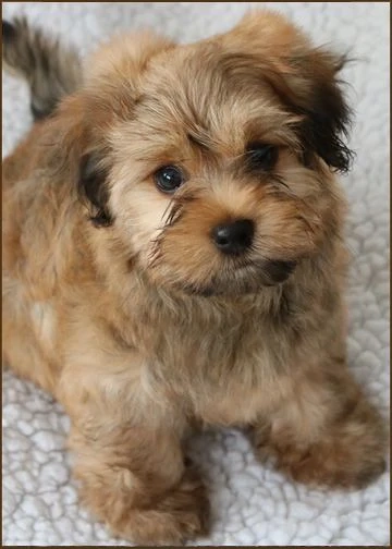 Bichon havanez