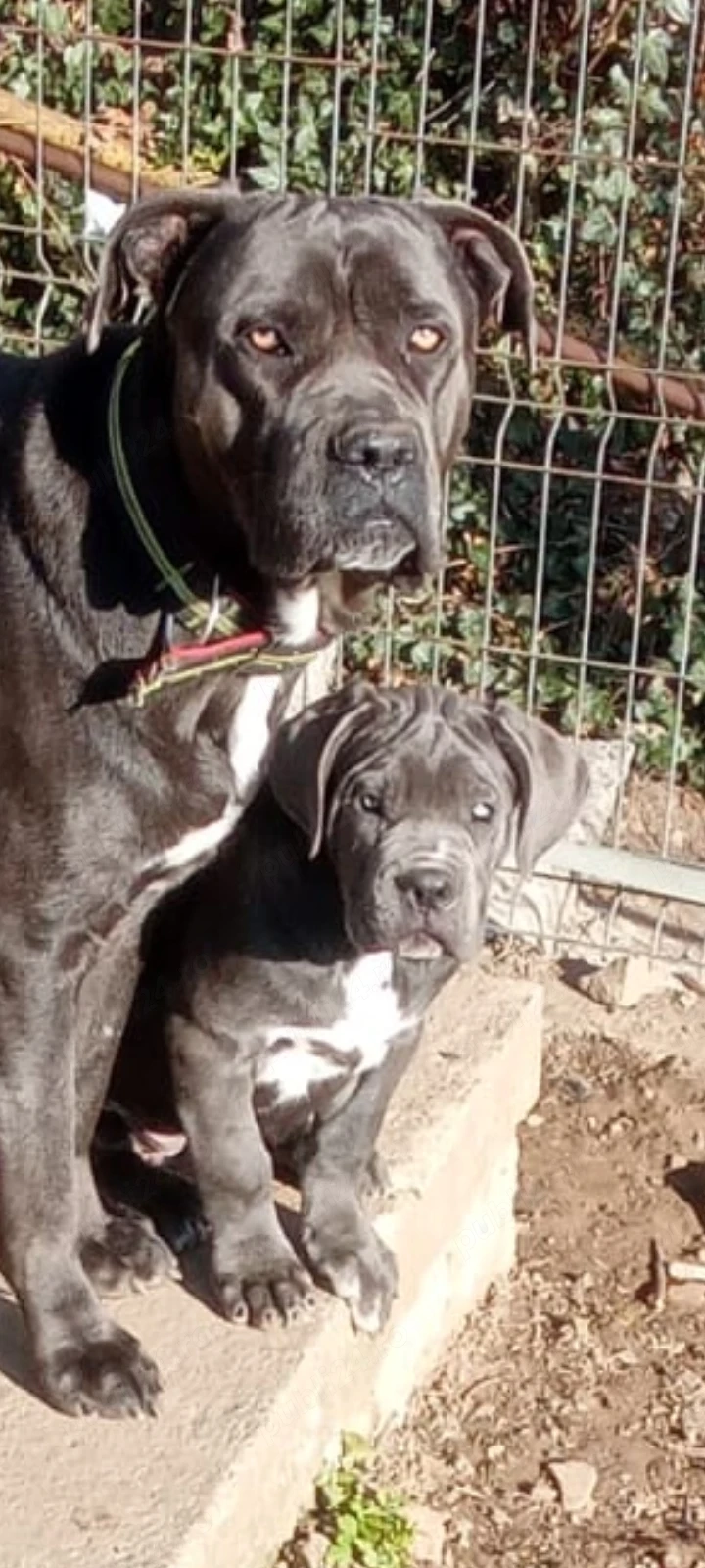 Vând pui de Canecorso Blue