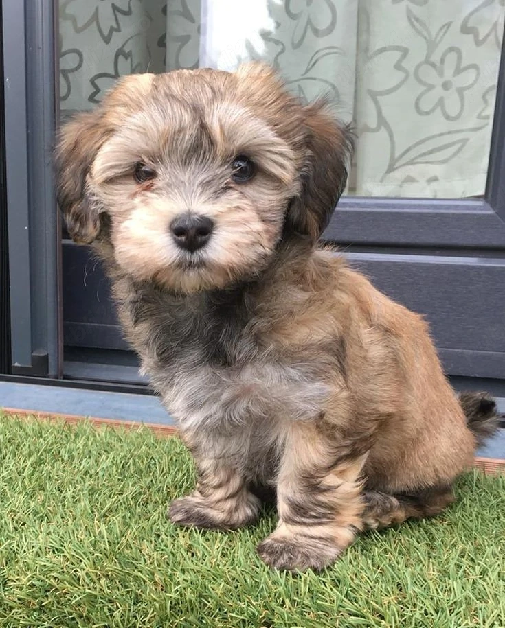 Fetita Bichon Havanese, talie mica