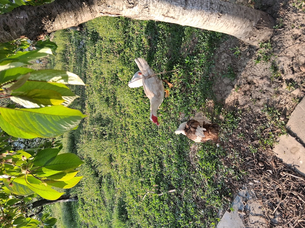 Rate mute de vanzare  2025              