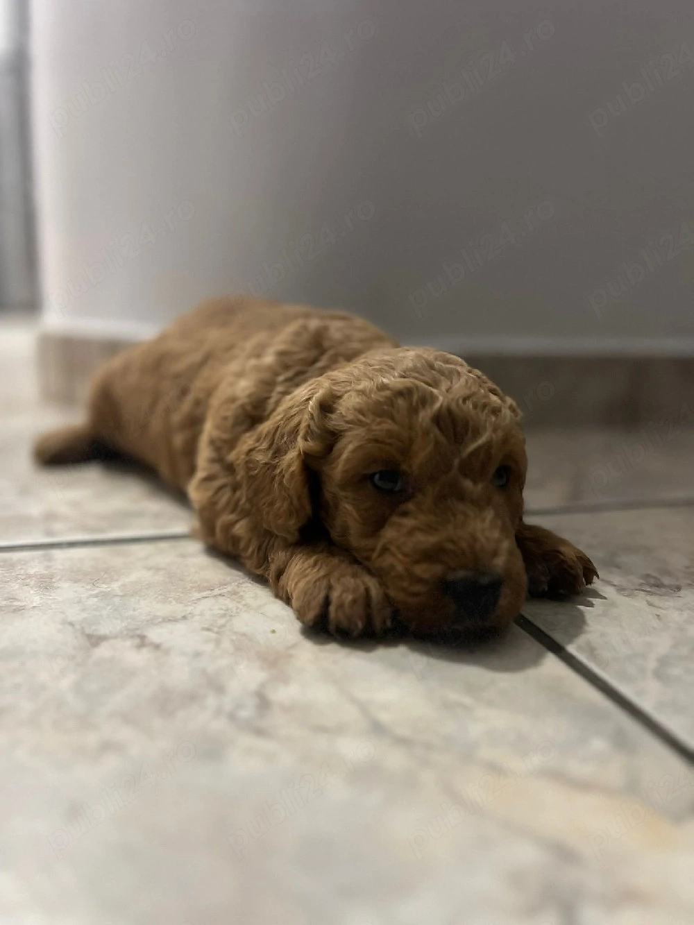 Goldendoodle