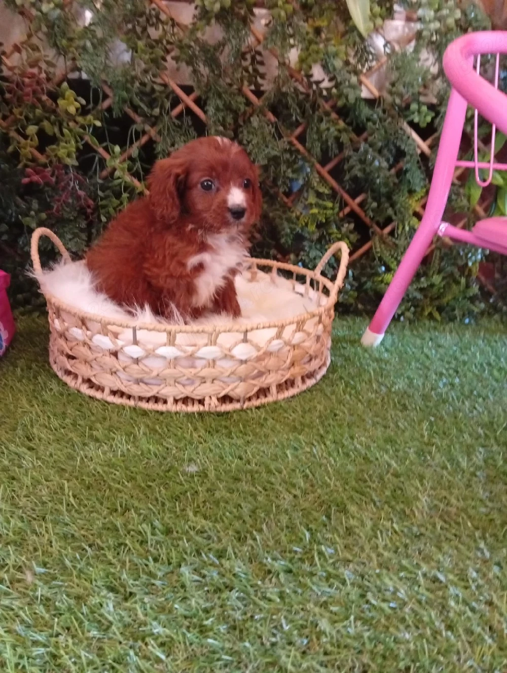 cavapoo 2 luni