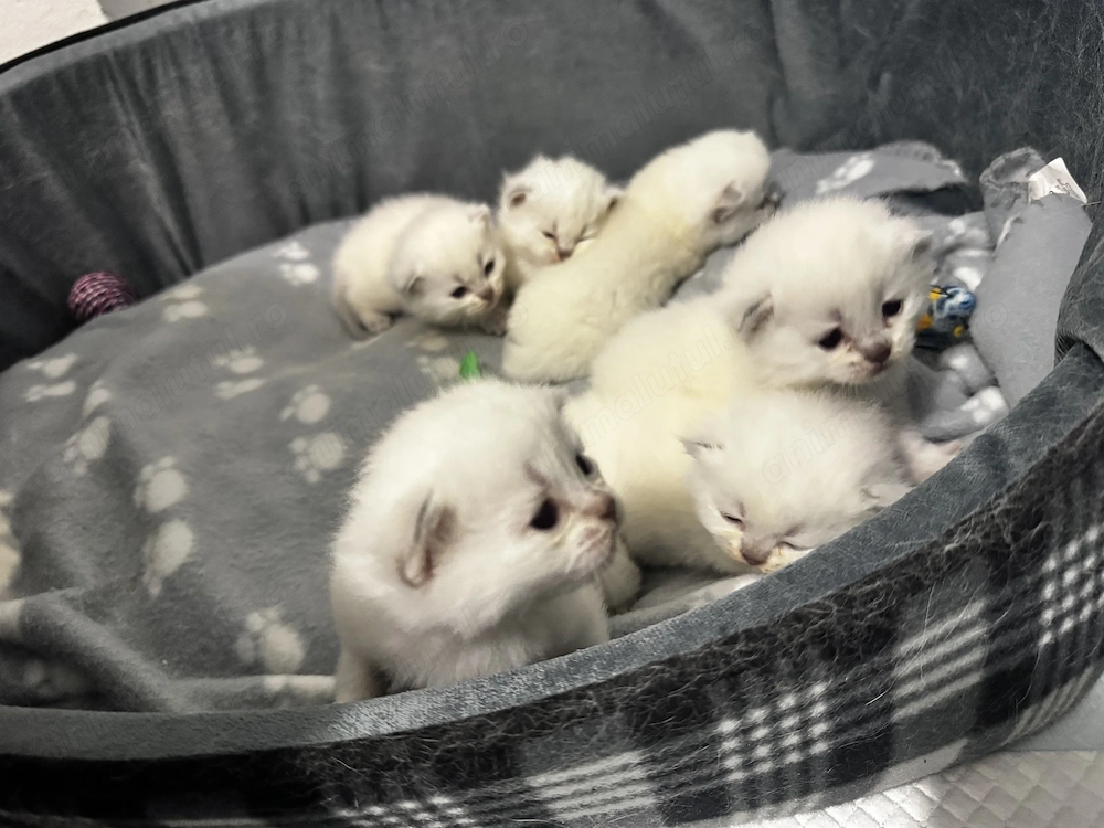 British short hair colorpoint