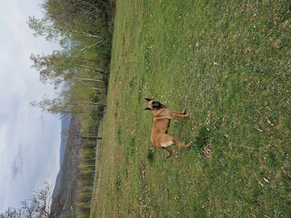Femelă malinois 